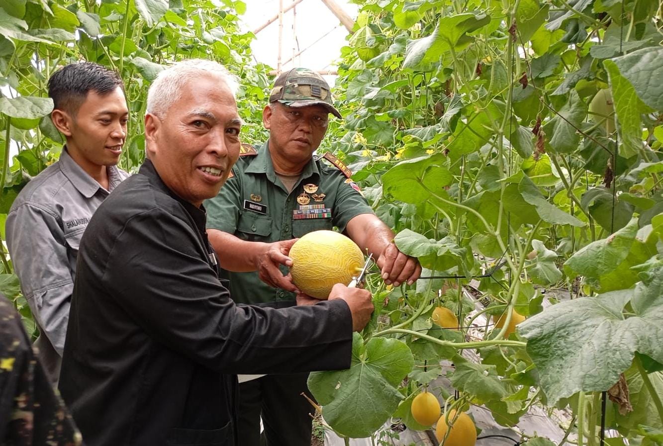 Wisata Baru di Tegal, Petik Melon Premium Langsung dari Pohonnya di  Agrowisata Kalisapu